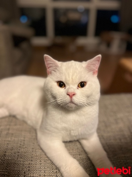 British Shorthair, Kedi  Pamuk fotoğrafı