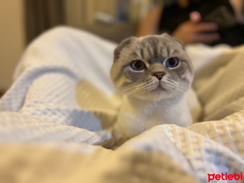 Scottish Fold, Kedi  Aşk fotoğrafı