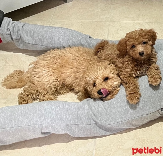 Poodle (Minyatür Kaniş), Köpek  TOY POODLE fotoğrafı