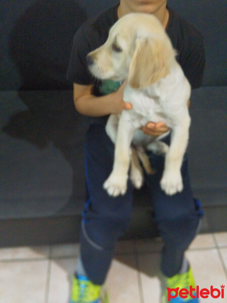 Golden Retriever, Köpek  Badem fotoğrafı