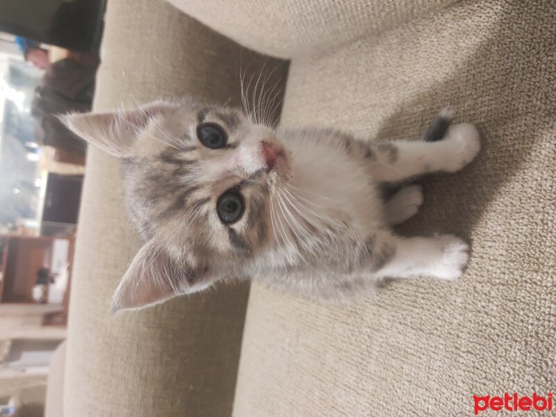 British Shorthair, Kedi  Maviş fotoğrafı