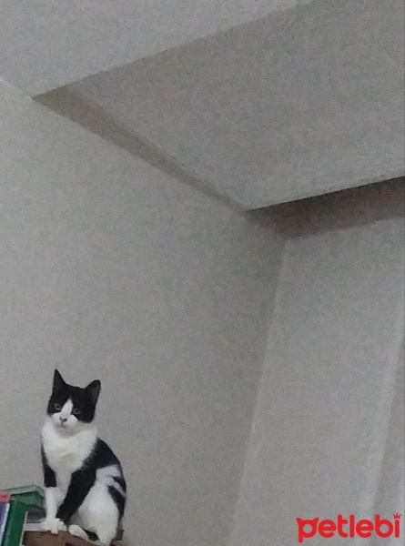Tuxedo (Smokin) Kedi, Kedi  Luna fotoğrafı