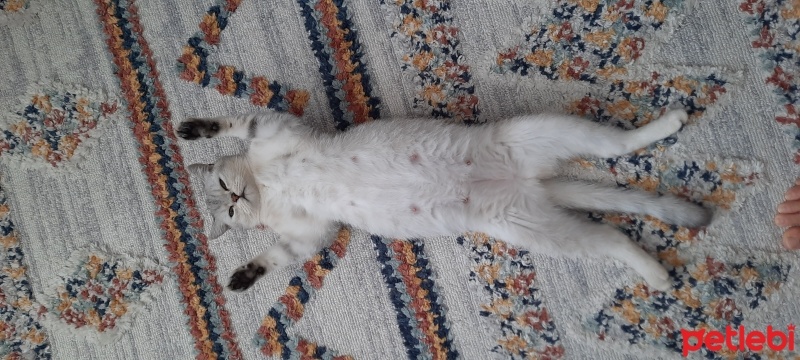 British Shorthair, Kedi  Luna fotoğrafı