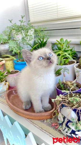 British Shorthair, Kedi  Reis fotoğrafı