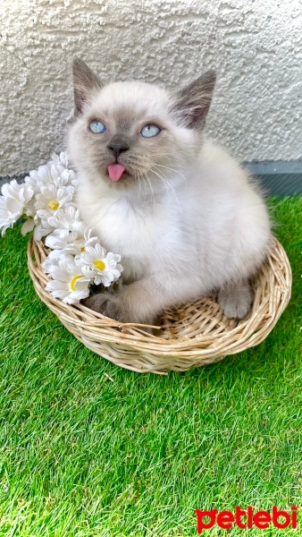 British Shorthair, Kedi  Reis fotoğrafı