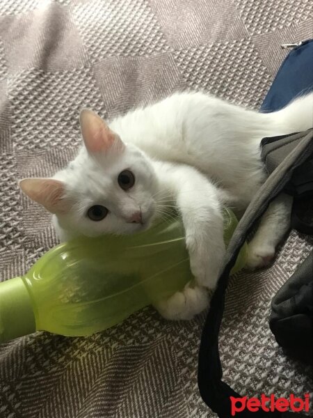 Ankara Kedisi, Kedi  Ayran fotoğrafı