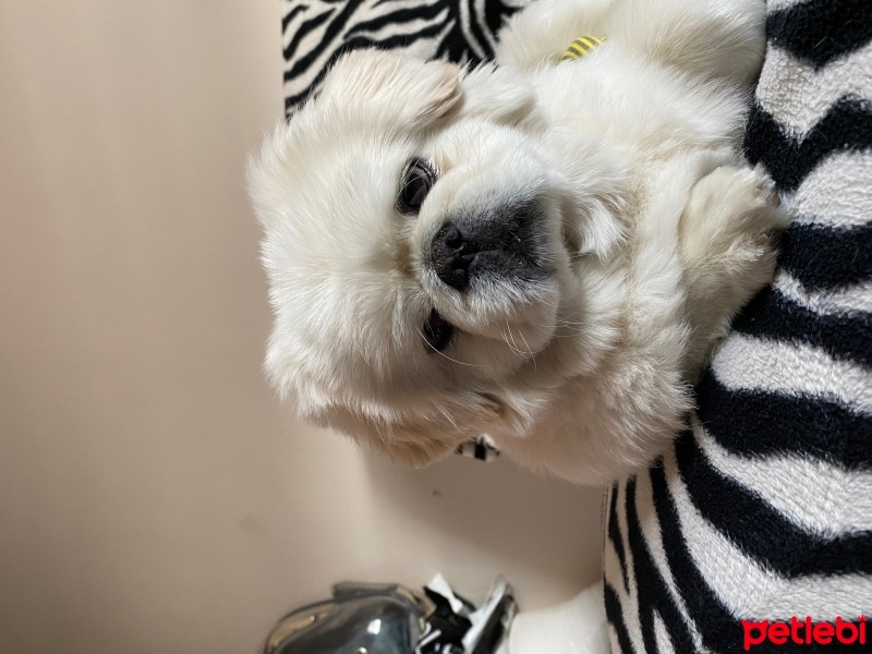 Pekingese, Köpek  Oscar fotoğrafı
