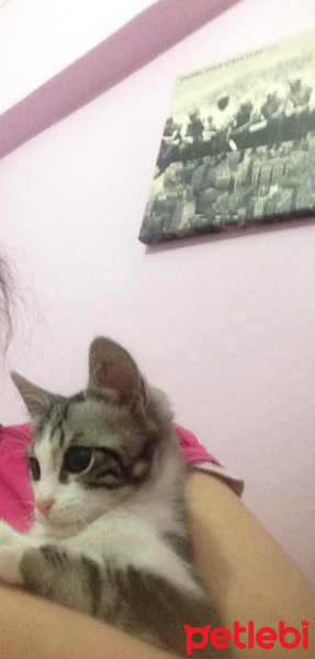 Tekir Kedi, Kedi  Çakıl fotoğrafı