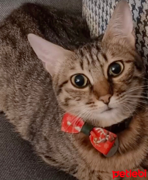 Tekir Kedi, Kedi  Luna fotoğrafı