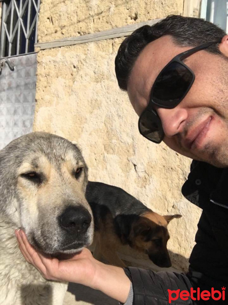 Kangal, Köpek  Cengo fotoğrafı