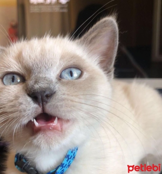 British Shorthair, Kedi  bulut fotoğrafı