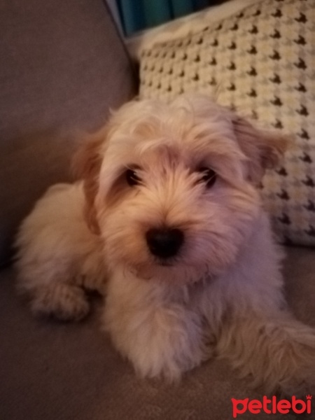 Maltese, Köpek  puffy fotoğrafı