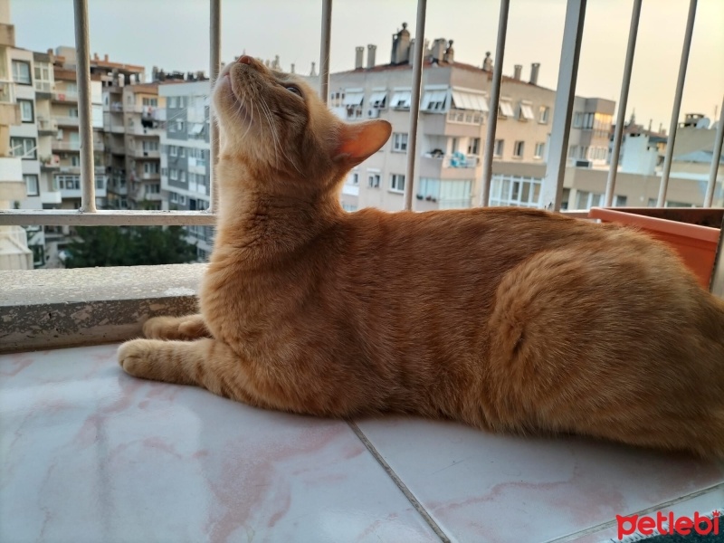 Sarman, Kedi  Miskin fotoğrafı