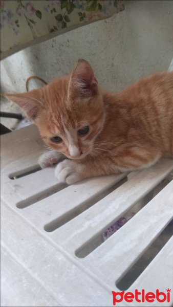 Tekir Kedi, Kedi  Sarı fotoğrafı