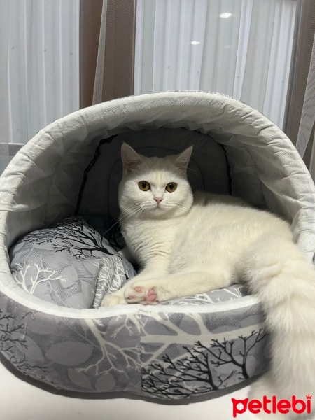 British Shorthair, Kedi  Pamuk fotoğrafı
