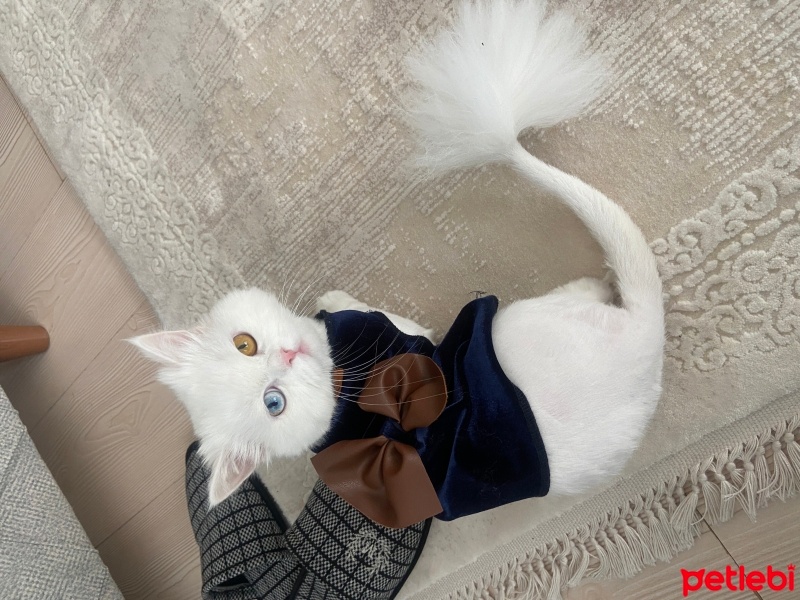 Chinchilla, Kedi  Lola fotoğrafı
