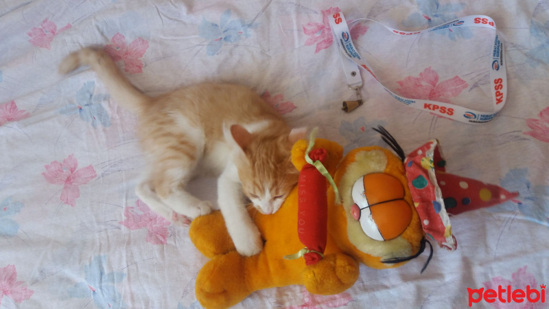 Tekir Kedi, Kedi  Rakı fotoğrafı