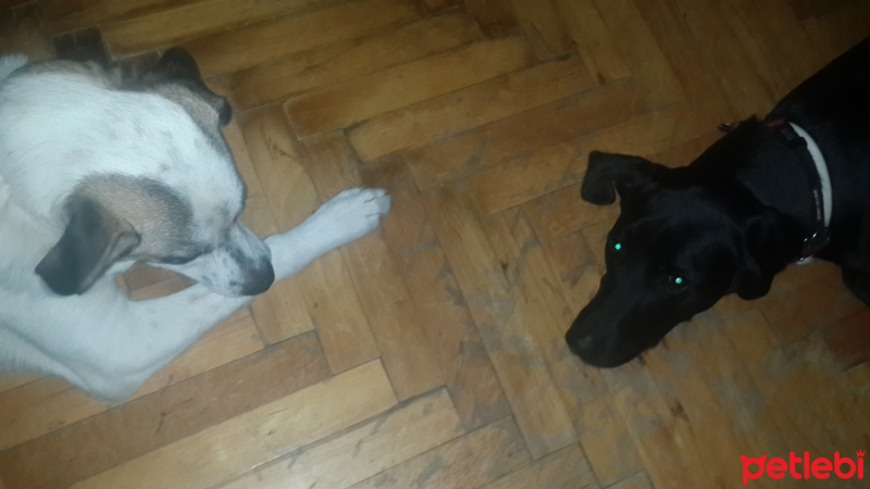 Labrador Retriever, Köpek  gece fotoğrafı