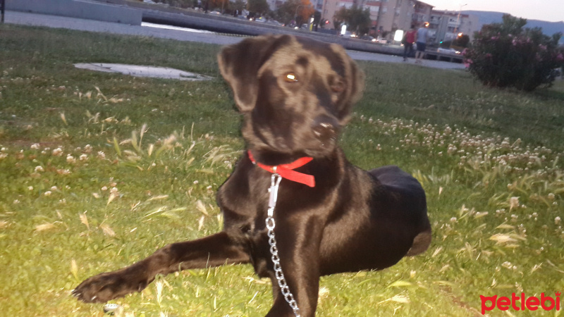 Labrador Retriever, Köpek  gece fotoğrafı