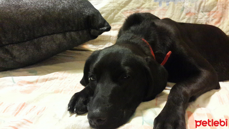 Labrador Retriever, Köpek  gece fotoğrafı
