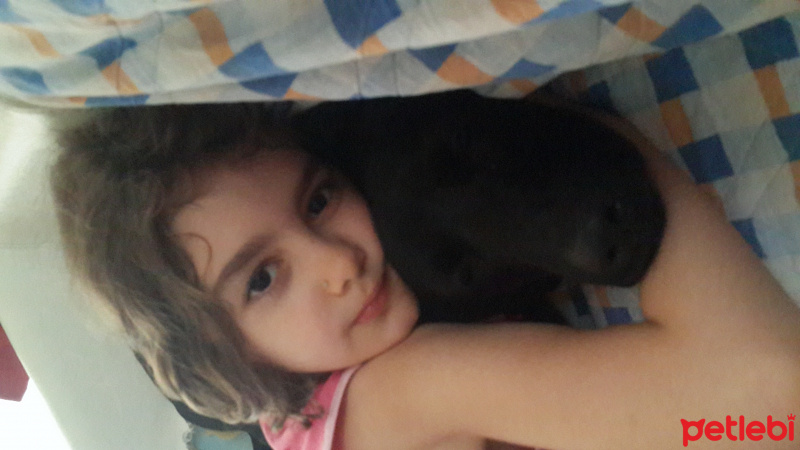 Labrador Retriever, Köpek  gece fotoğrafı