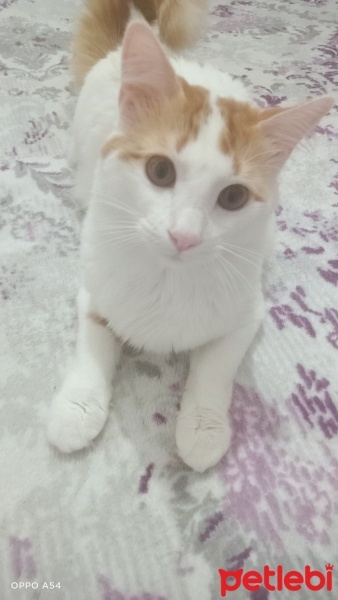 Tekir Kedi, Kedi  Boncuk ÜCRETSİZ SAHİPLENDİRECEGİM fotoğrafı