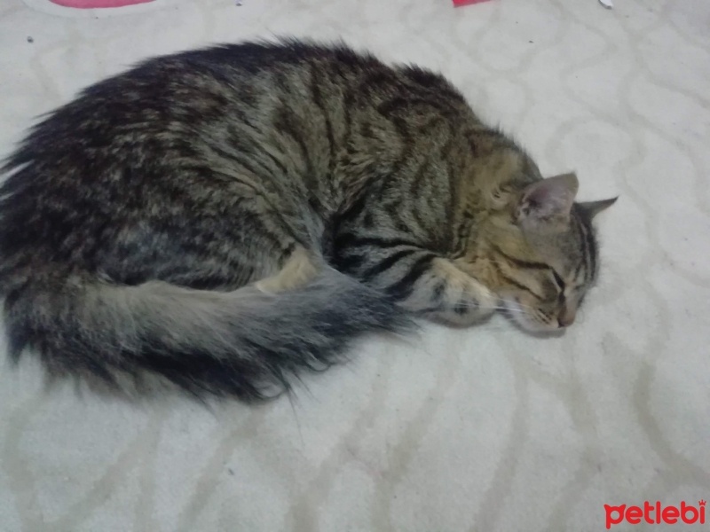 Tekir Kedi, Kedi  Hüsnü fotoğrafı