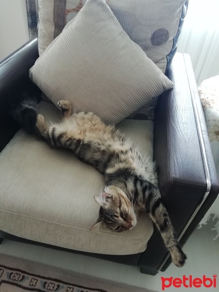 Tekir Kedi, Kedi  Hüsnü fotoğrafı