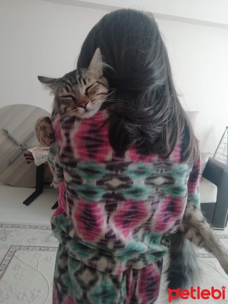 Tekir Kedi, Kedi  Hüsnü fotoğrafı