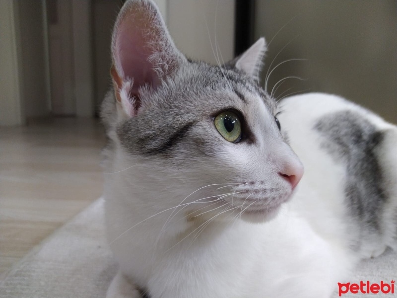 Tekir Kedi, Kedi  Duman fotoğrafı
