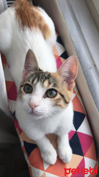 Tekir Kedi, Kedi  Güneş fotoğrafı