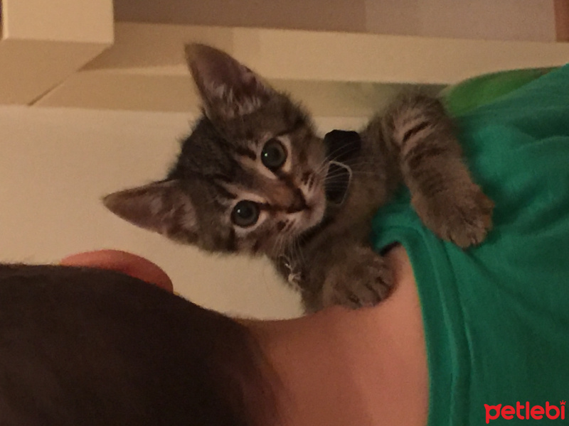 Tekir Kedi, Kedi  Minnoş  fotoğrafı