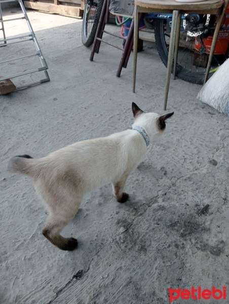 Siyam Kedisi, Kedi  Latte fotoğrafı