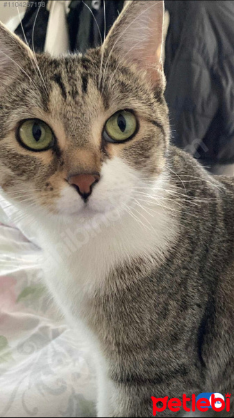 Tekir Kedi, Kedi  Balım fotoğrafı