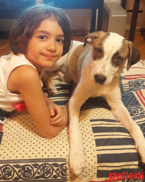 Türk Tazısı, Köpek  Gölge fotoğrafı