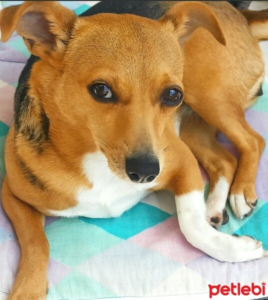 Jack Russell Terrier, Köpek  Fındık fotoğrafı