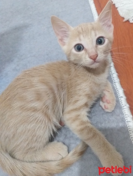 Tekir Kedi, Kedi  Pars fotoğrafı