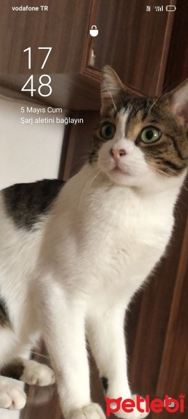 Tekir Kedi, Kedi  Suşi fotoğrafı