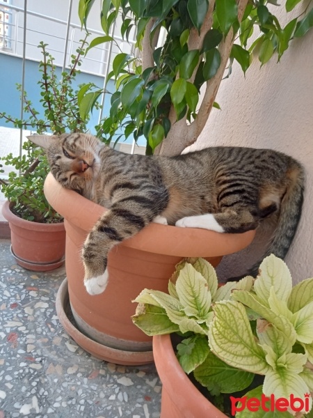 Tekir Kedi, Kedi  Suşi fotoğrafı