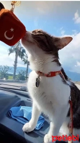 Tekir Kedi, Kedi  Suşi fotoğrafı