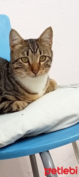 Tekir Kedi, Kedi  Suşi fotoğrafı