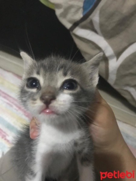 Tekir Kedi, Kedi  Duman fotoğrafı