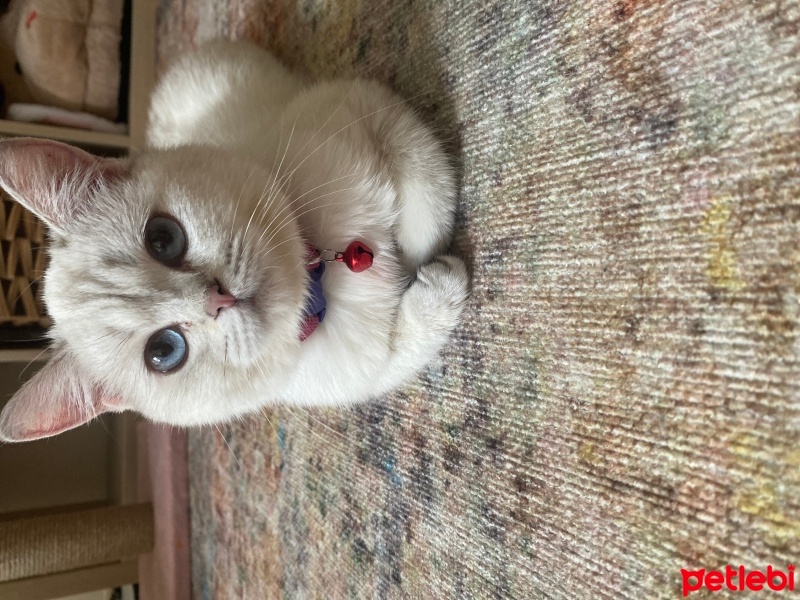 British Longhair, Kedi  Mia fotoğrafı