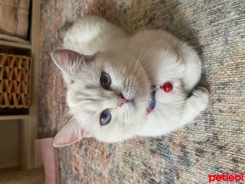 British Longhair, Kedi  Mia fotoğrafı