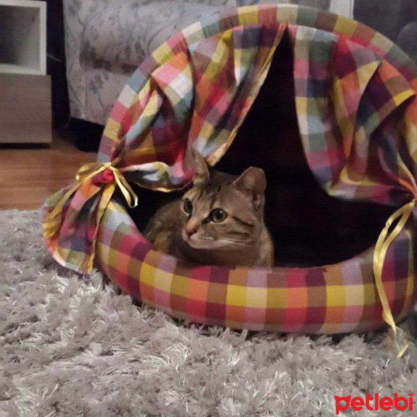 Tekir Kedi, Kedi  umut fotoğrafı