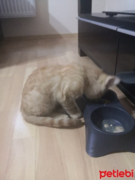 Sarman, Kedi  Balkır fotoğrafı