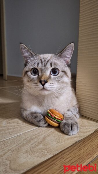 British Shorthair, Kedi  Fındık fotoğrafı