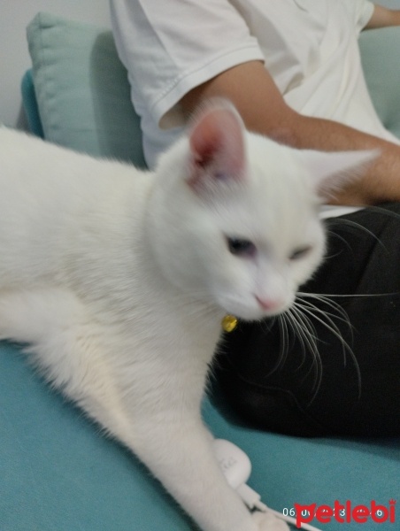 Van Kedisi, Kedi  Bulut fotoğrafı
