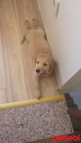 Golden Retriever, Köpek  monche fotoğrafı