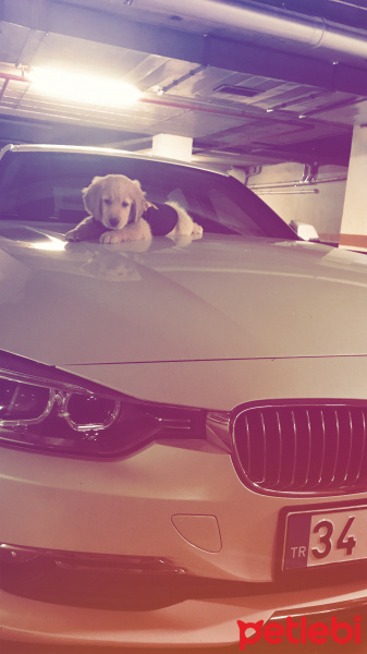 Golden Retriever, Köpek  monche fotoğrafı